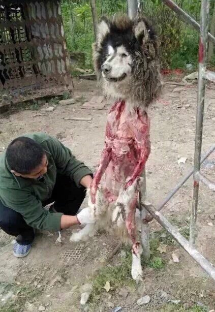 shadyhoof1's tweet image. Stop this madness stop #YulinGetDogsOffTheMenu  ffs NOW NOW its barbaric