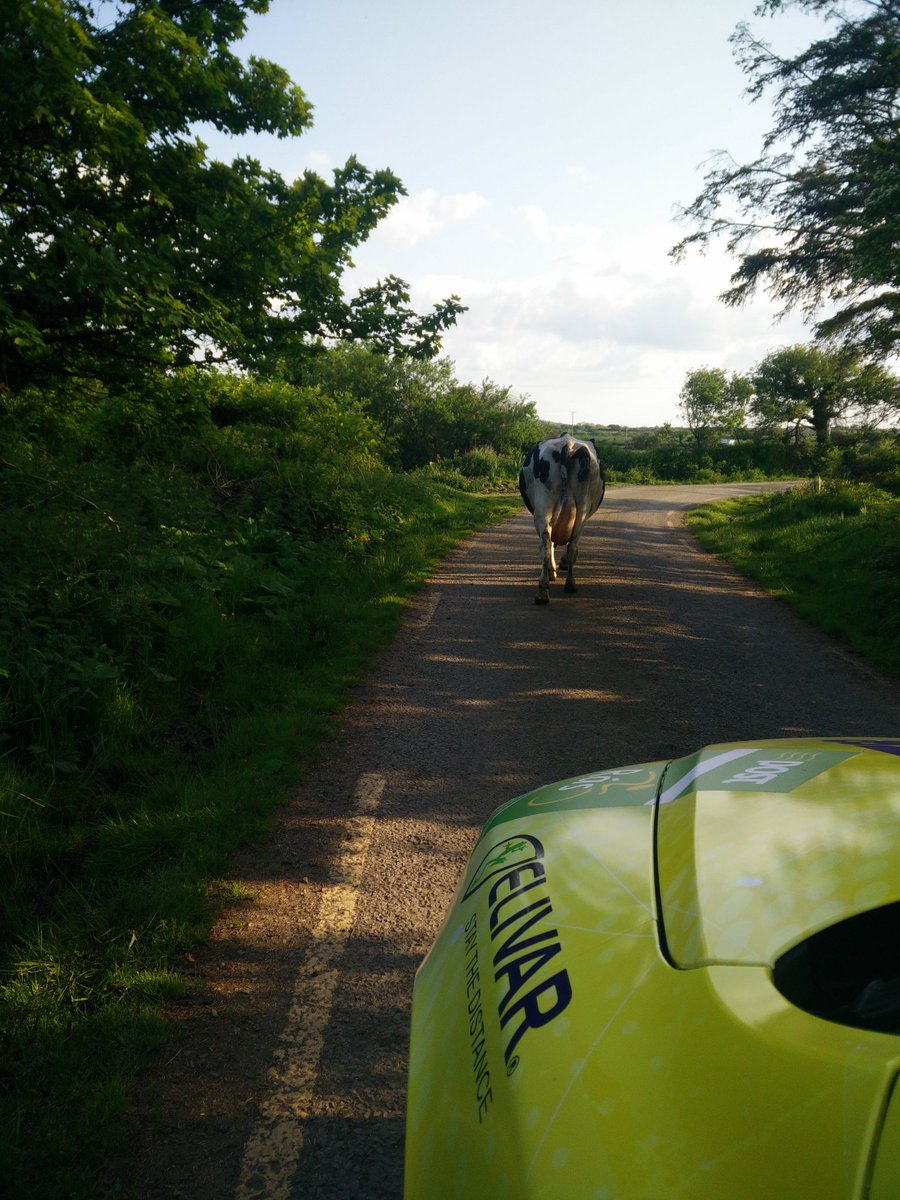 navanroadclub's tweet image. #ras2016, Daisy McBovine has 20secs lead on the main herd, looking good for the stage win! #kerrylife @anpostras
