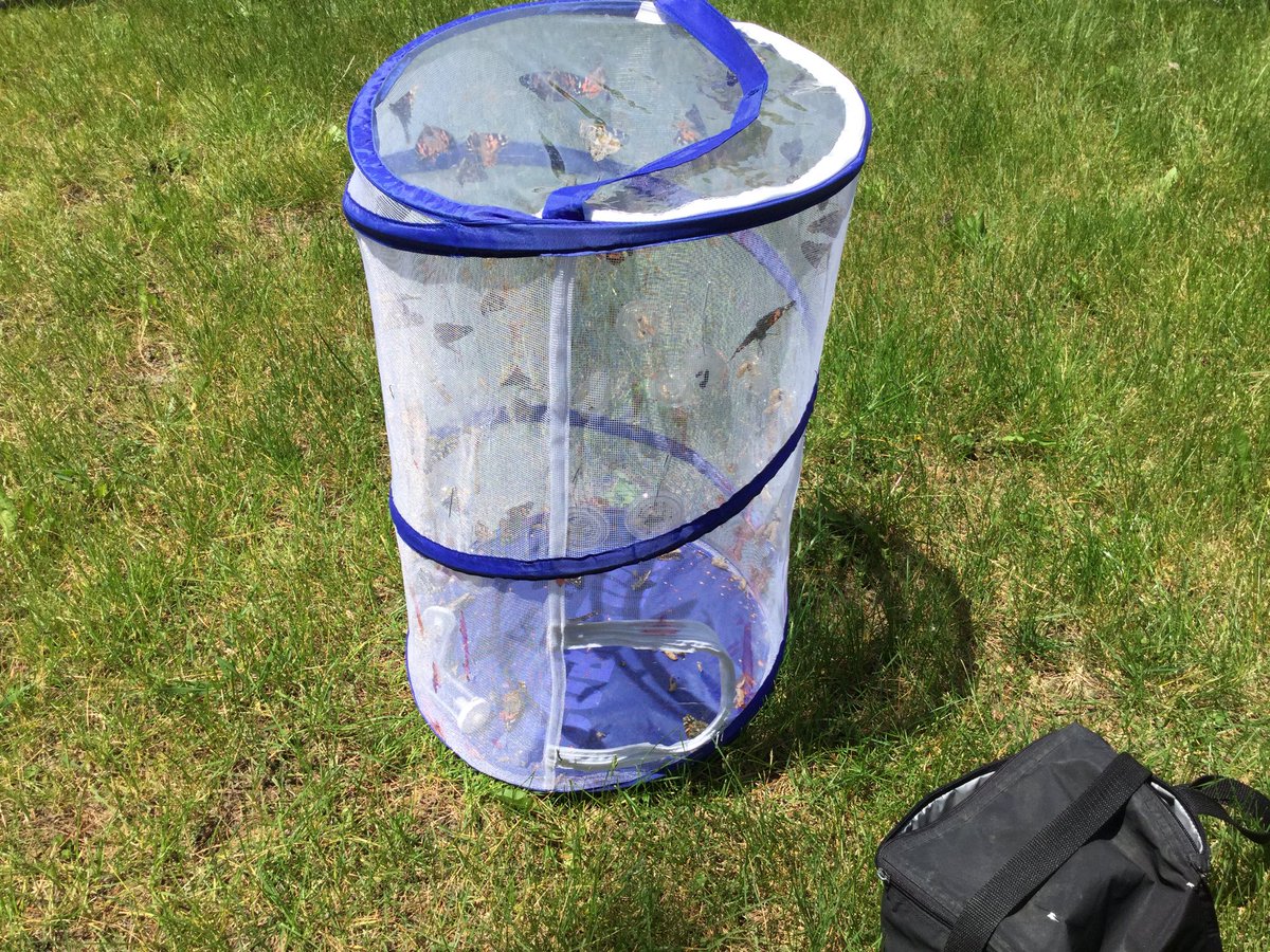 MrsZhp's tweet photo. Our annual release of the butterfly's! Kids loved watching/holding them! (Part 1) #dg58learns https://t.co/g5ION3IAc0