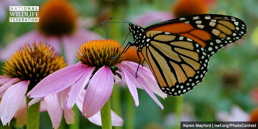 NWF's tweet photo. Monarchs &amp; queens &amp; viceroys, oh my! Do you know your butterflies? Find out w/ this quiz: https://t.co/pSEuqknP5T https://t.co/qdLqQRboJ9