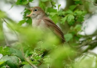 Love #nightingales? Love #volunteering? Pls help keep them singing - last push for pledges ow.ly/Y7AQ300wUar