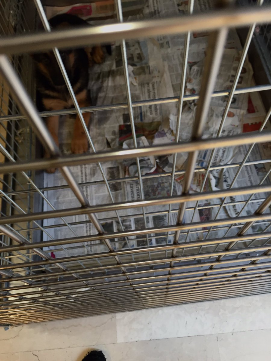 an_imaginary's tweet photo. Zwischen Uhren, Schmuck und Handys, findet man auch Hundewelpen in Italienischen Malls @PETADeutschland @peta https://t.co/e5j4L1XYCV