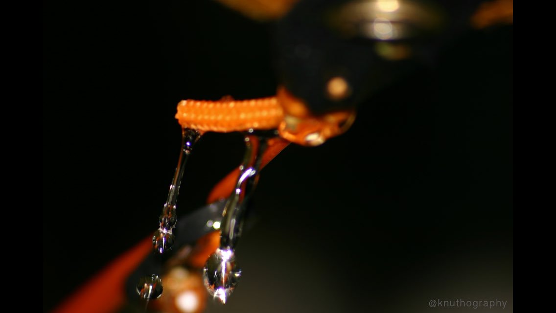 knuthography tweet picture