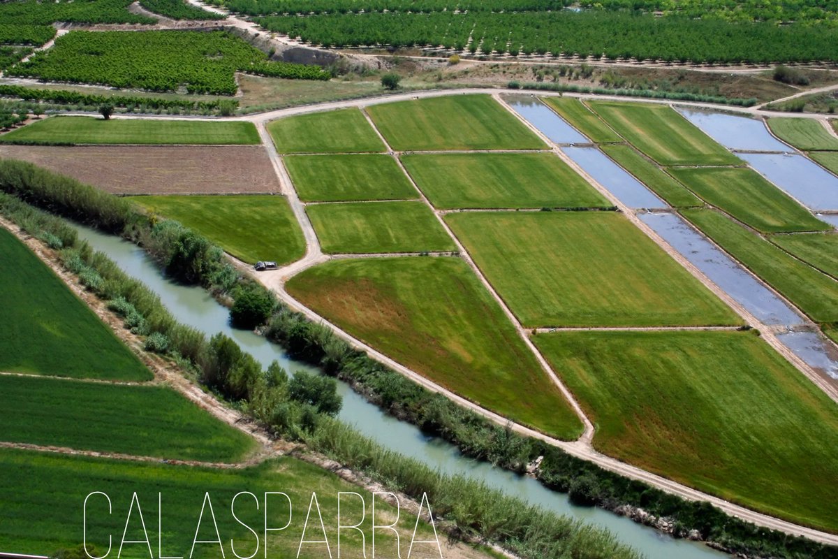 tradesur's tweet photo. Cultivos de #arroz de #Calasparra regados por el río Segura.
Foto de @Fran_SKTB3000
#MurciaEsAgua https://t.co/kvobQfqfDB