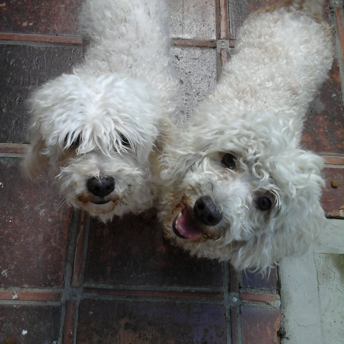 Veneciana201's tweet photo. @apoyocanino dos perritas encontradas en San Diego Carabobo, buscamos a sus dueños, ayúdenme a divulgar https://t.co/a2UriaLKpT