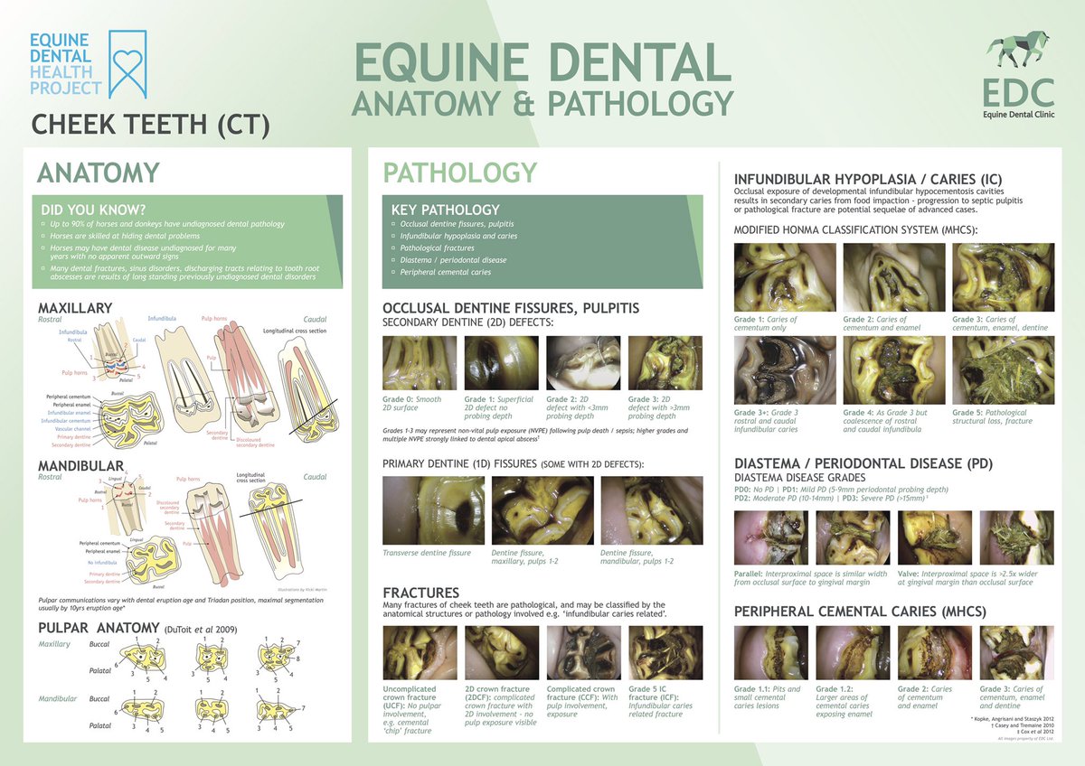 Veterinary Dental Grading Chart