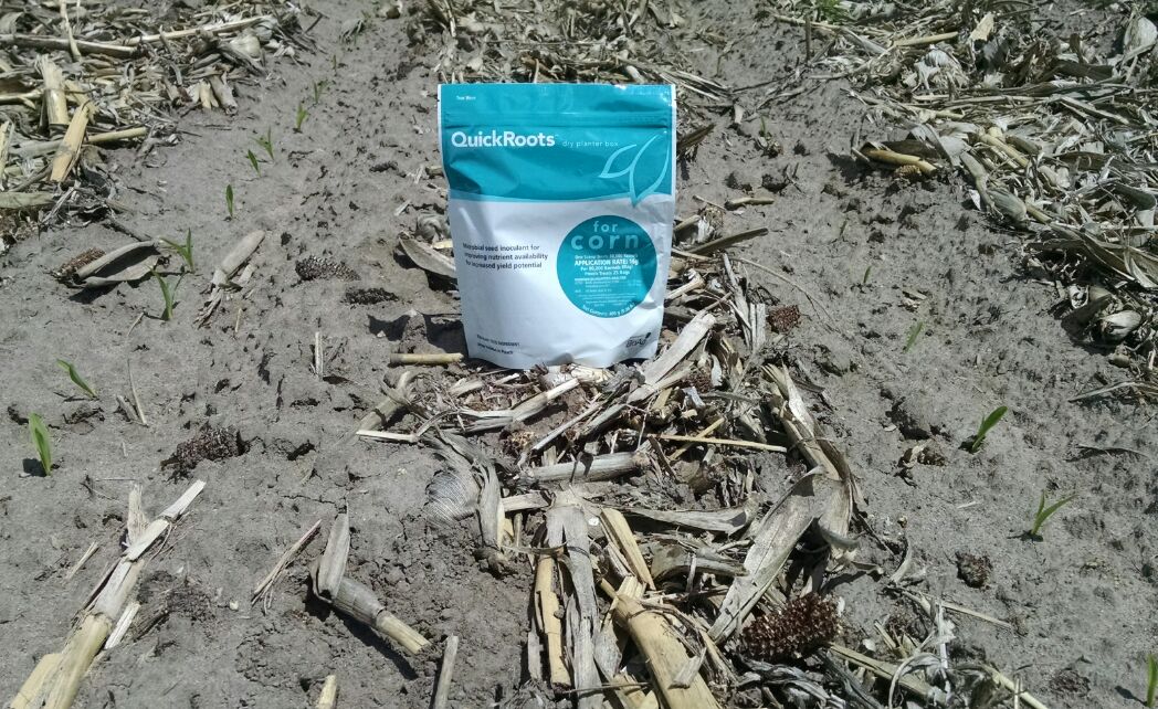 cowsncornag's tweet photo. No #rootdigs yet but it's pretty easy to see what's going on here...@MonsantoBioAg #QuickRoots on left! https://t.co/YHoGZp6uuM