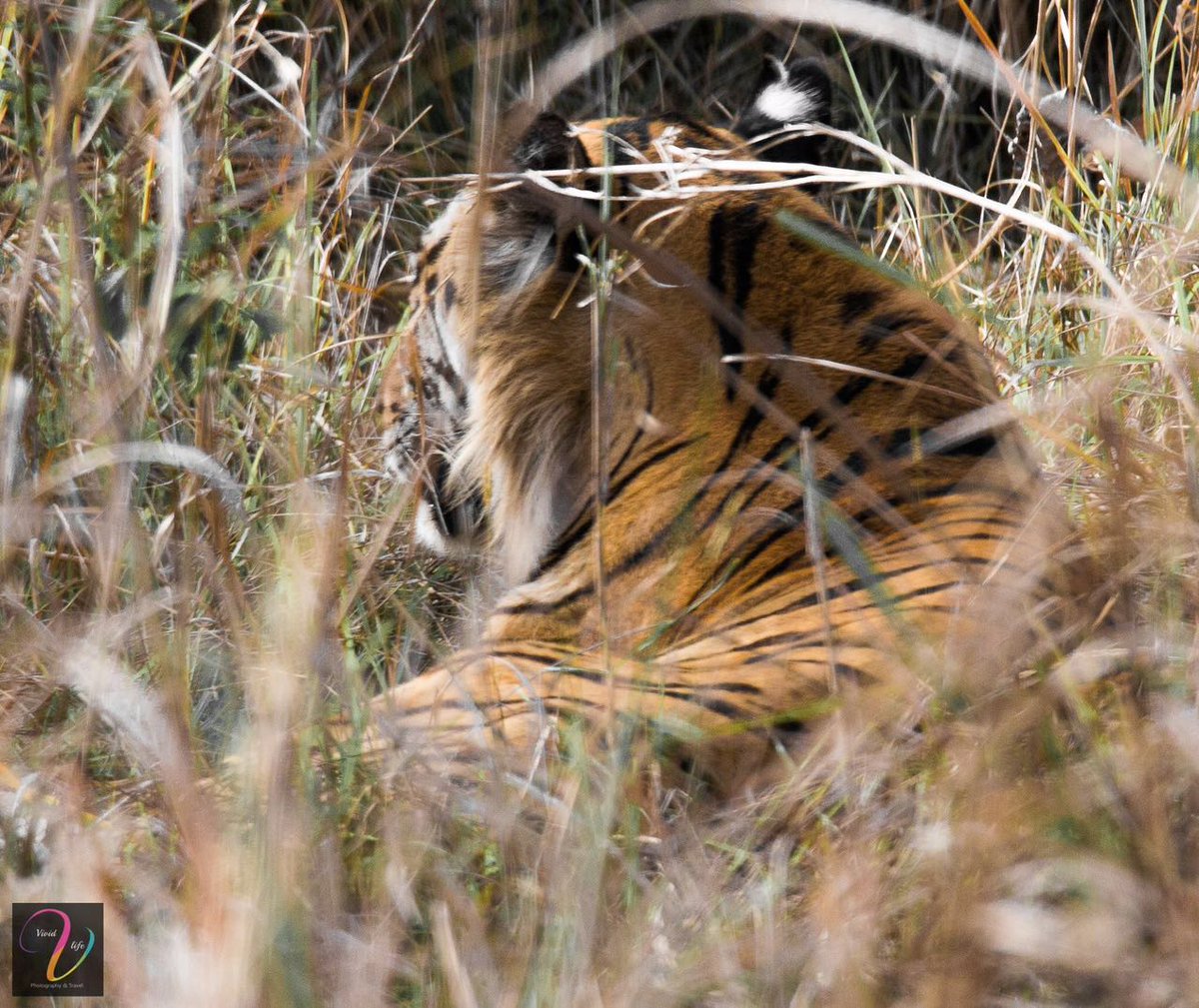 VividSafaris's tweet photo. The Resting Beast of #Kanha. Shot by our safari guest during our Kanha Safari
#Wildlife #tiger #photography 
@vivid https://t.co/RvsX57b9DY
