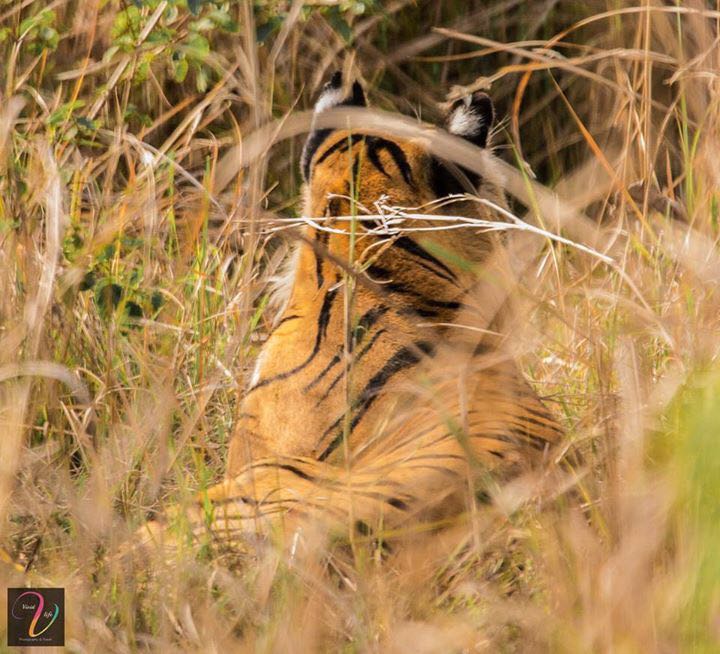 VividSafaris's tweet photo. The Resting Beast of #Kanha. Shot by our safari guest during our Kanha Safari
#Wildlife #tiger #photography 
@vivid https://t.co/RvsX57b9DY