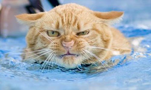 MikesPoolPatrol's tweet photo. Does cleaning your #pool make you cranky? Call Mike's! Over 30 years in the business! (951) 757-0731 https://t.co/vftxn97ewh