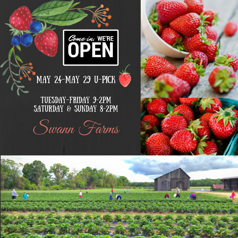 SwannFarms's tweet photo. Open EVERY day this week for u-pick strawberries!  Season starting to wind down quickly. https://t.co/esjvsv26LY https://t.co/vFQO4U0wEZ