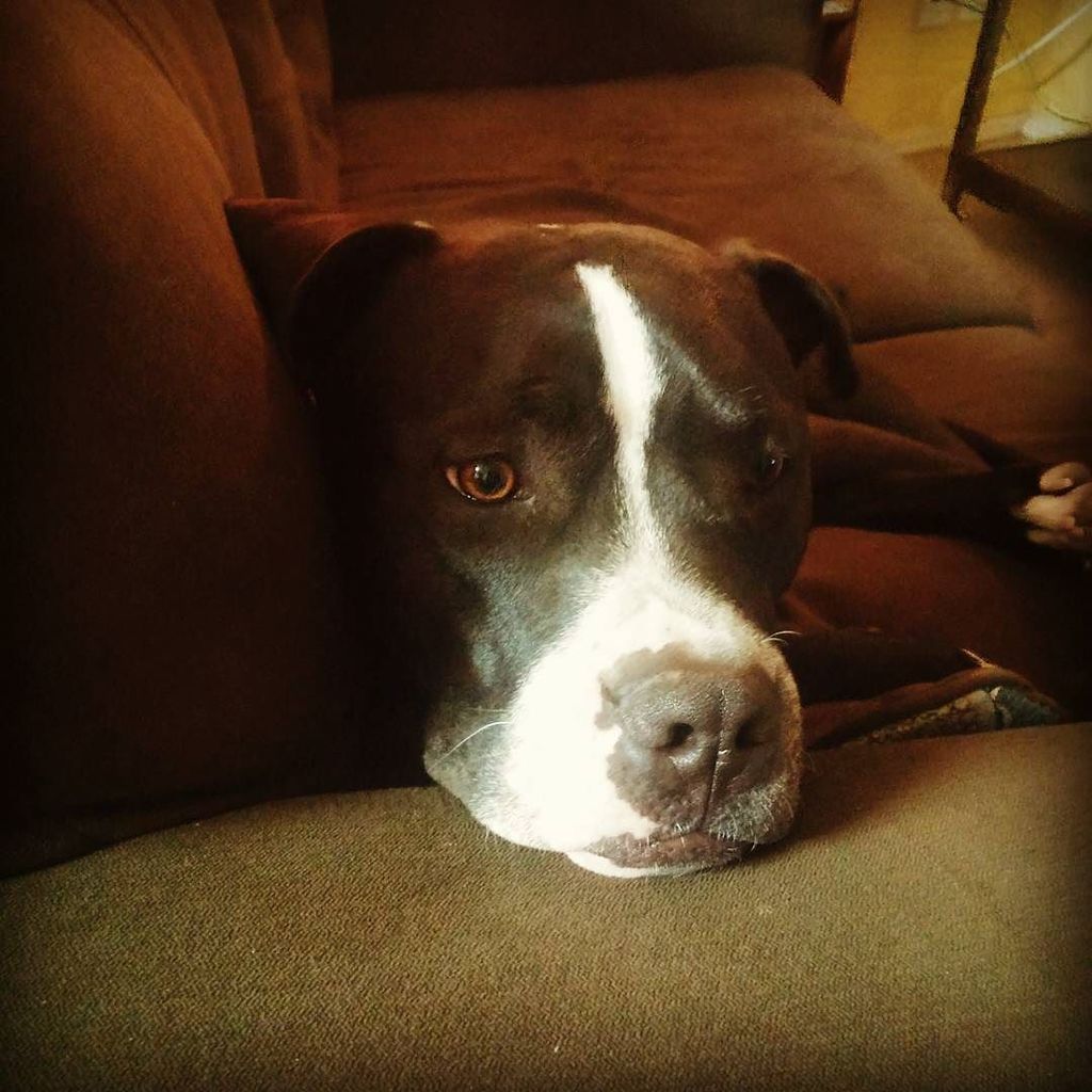 BeardLifeGuy's tweet photo. Today my puppy Rocko turns 2. He's being pretty chill about it. #beardlife #pitbullsofinst… https://t.co/eRs3yracOS https://t.co/b7t59QcAge
