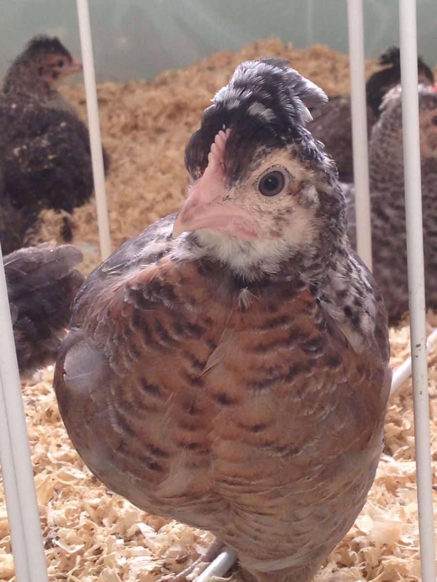 Hatchingchicks's tweet photo. I've got quite a bit of colour variation in my young hens-which is best colouring?i have my favourite! #chickenhour https://t.co/SzbevF16Q0