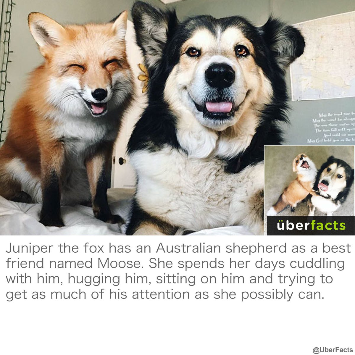 Juniper and Moose!