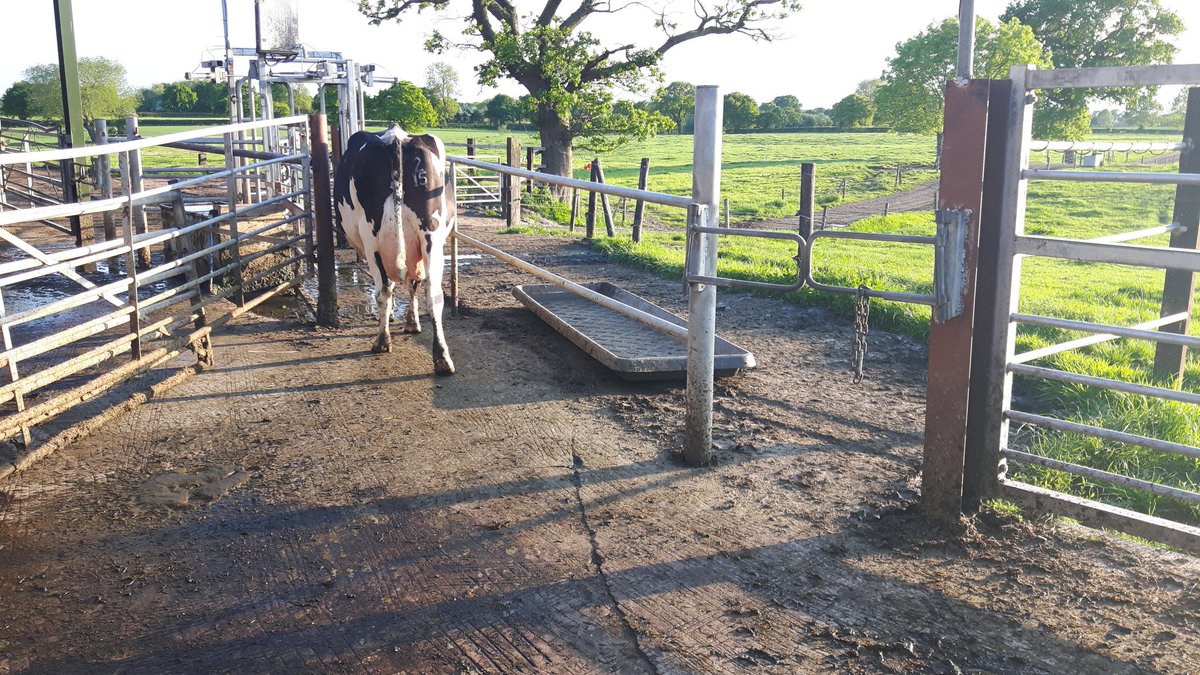 jryarwood's tweet photo. Night grazing catching on with lows <30lt. Rest allowed to B paddock from midnight (shsh #setstocking) https://t.co/pBcjU8zRev