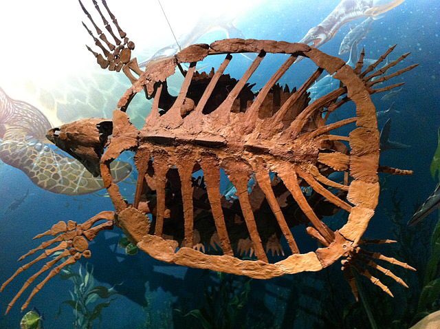 #DYK that the oldest known sea turtle fossils date back 150 million years? That's older than dinosaurs!