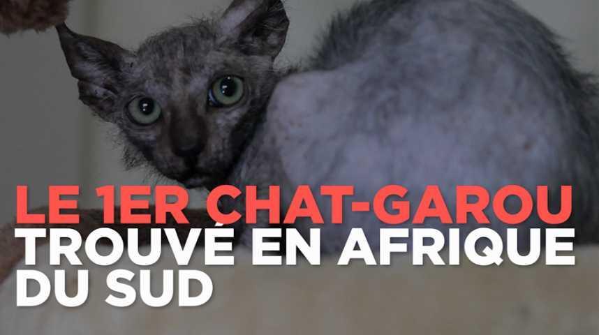L Obs Le Premier Chat Garou Trouve En Afrique Du Sud T Co Ukmwm24es3