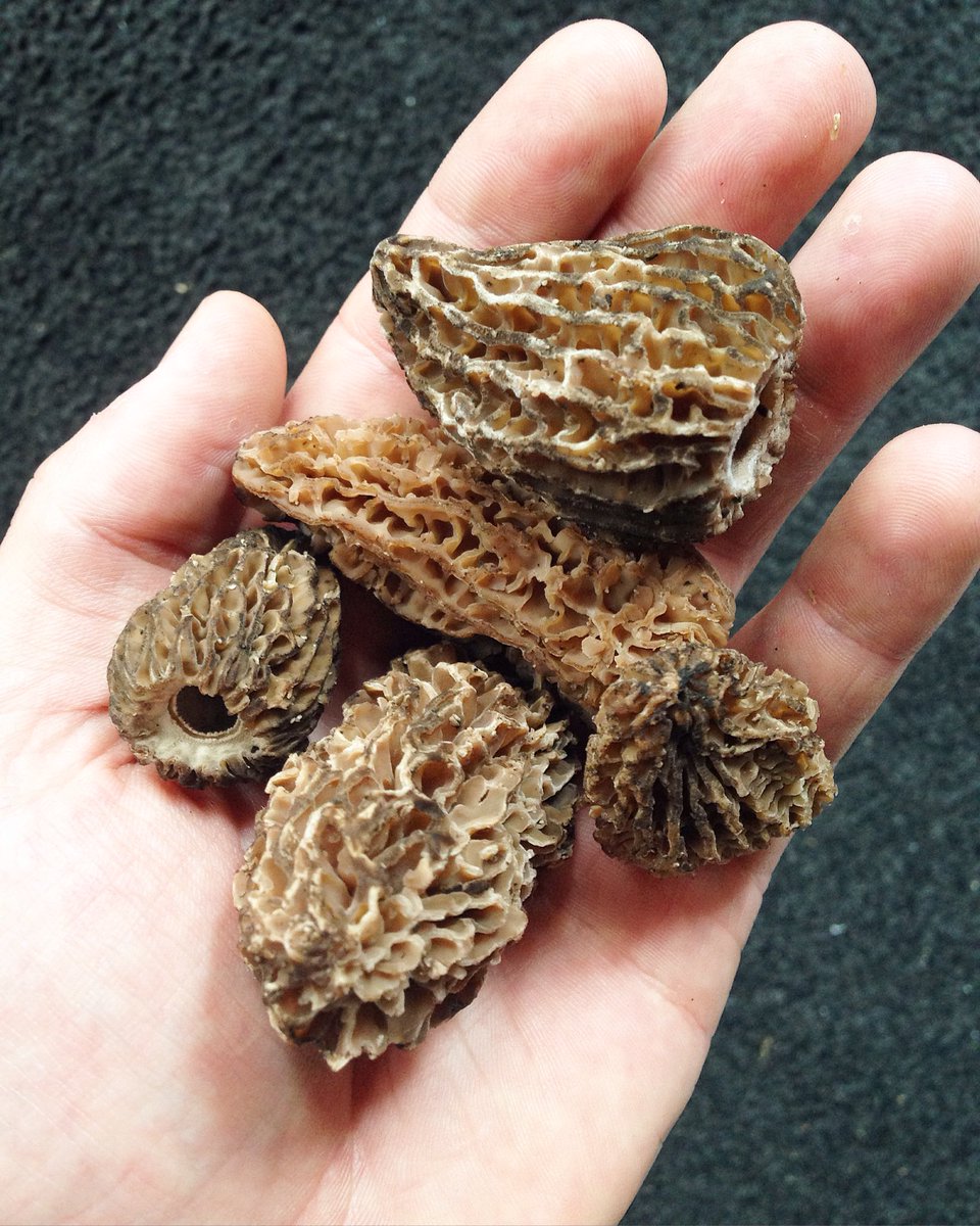 'Tis the season. #wildharvest #nature #natural #mushroom #morel ##fungus #fungi #funghi #forage #spring #hellobc