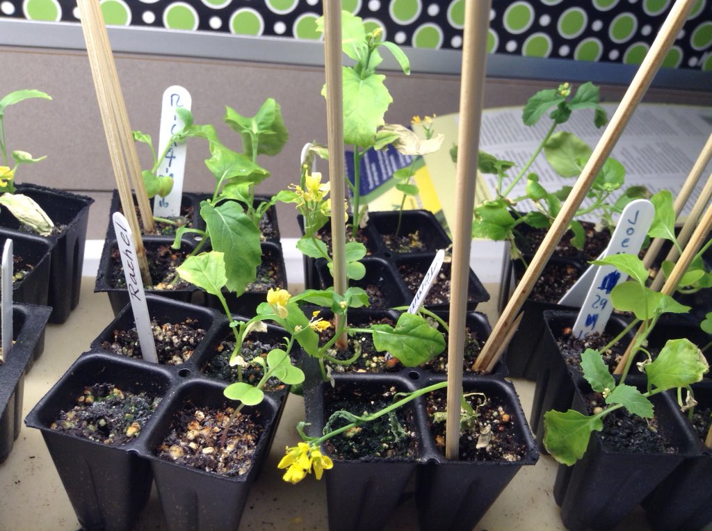 grayskiddos's tweet photo. Lots of our pants are flowering! So much fun making observations!🌼🌱🌼 https://t.co/C7I1QhRBhc