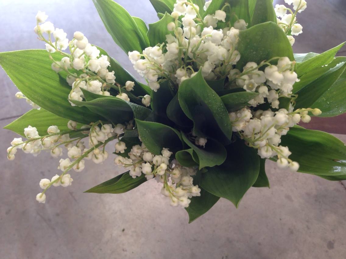 _GraceEdwards's tweet image. Alicia picked lily of the valley that are growing along the house foundation. so sweetly fragrant. @Alicia_Edwards_