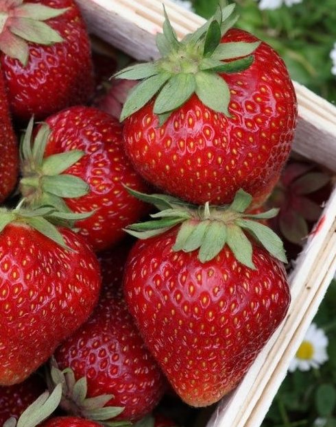 Strawberry season brings a good time to go crazy over our strawberry flavors!