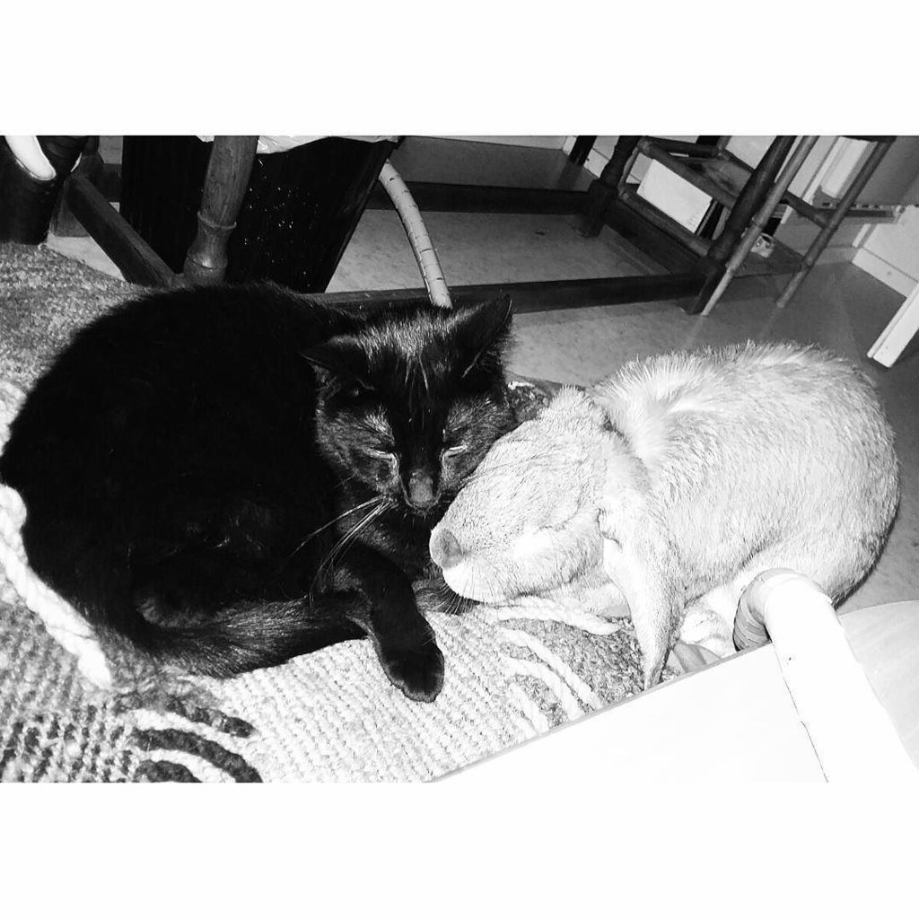 Chatchatcatcat's tweet photo. En kestä ♡ #❤ #🐈 #🐇 #catandrabbit #cat #rabbit #love #mypet #cutest #mylove #petlove #instapet #instarabbit #instac… https://t.co/77Rv83helB