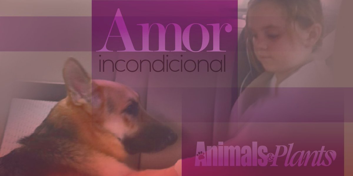 Amor incondicional #HistoriasQueInspiran #AnimalsAndPlants
goo.gl/IyQTG6