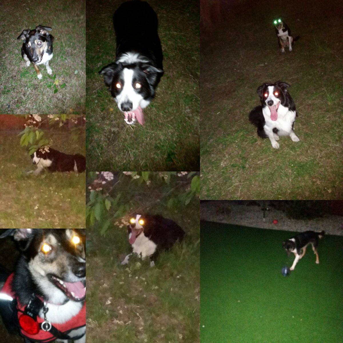 Itsadogslife30's tweet image. NightTime fun😀 #Dogs #Love #LightTraining #Happiness #TongueOutTuesday🐶🐾 @walthollick @dogcelebration @Daisy_Dog313