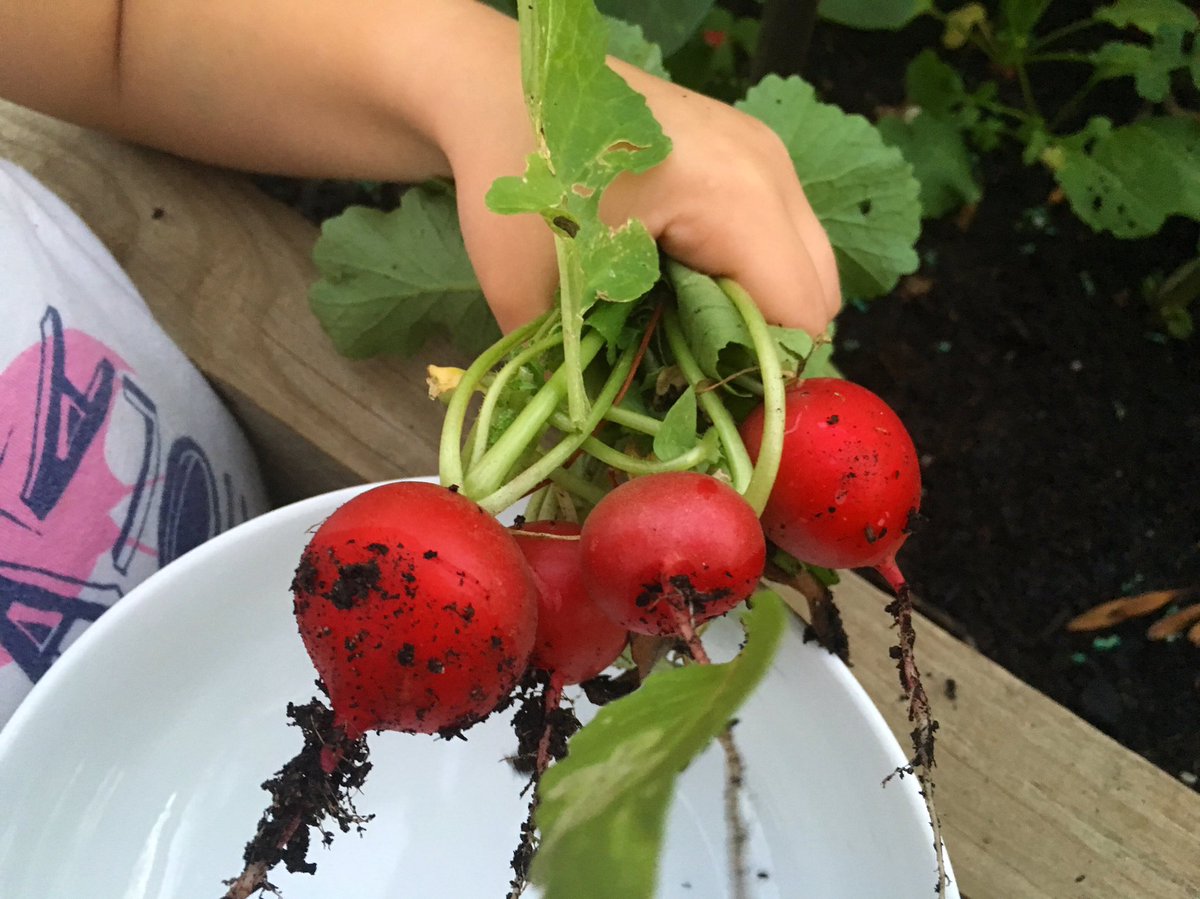 melbourne_kidz's tweet photo. #urbangardenersrepublic  #theseedcollection  #seedsnow https://t.co/ZNwzaoqS54