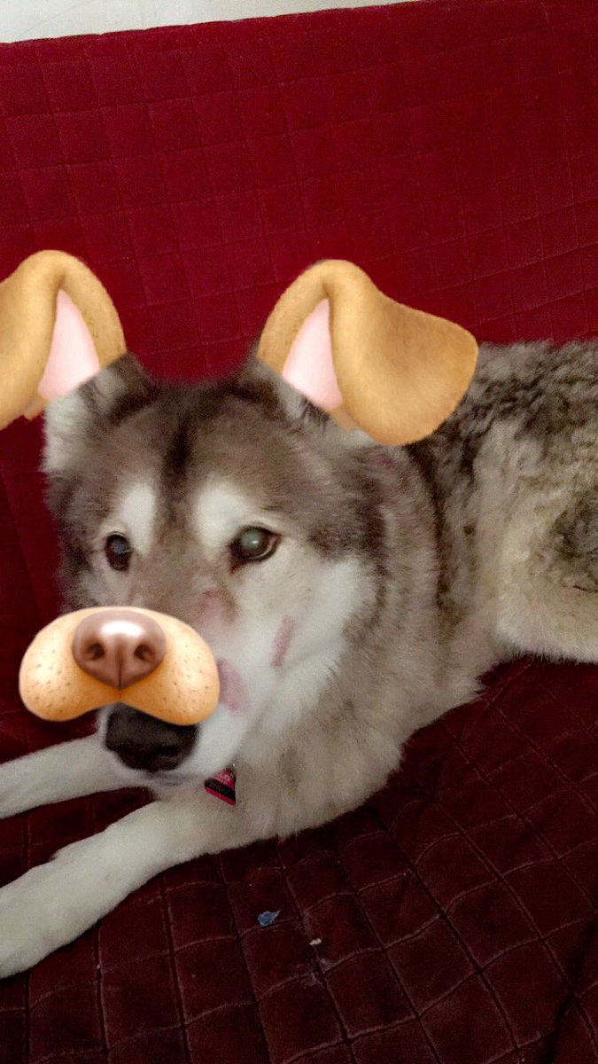 chupatupac's tweet photo. @snapchat @snapchatsupport pls make filters that work better on my dog  as you can see they are a bit misaligned thx https://t.co/sN1XeM9WZn