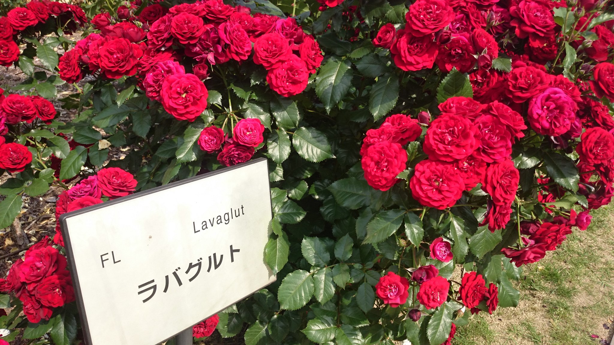 とんちゃん 雲を探そう Auf Twitter 薔薇 バラ この ラバグルト という赤いバラの花 一房 カットするだけで十分ブーケになりますね 絵画を思わせる色と眺観 私の２番目のお気に入りのバラとなりました 16 5 23 福山市 とんちゃんの花便り T