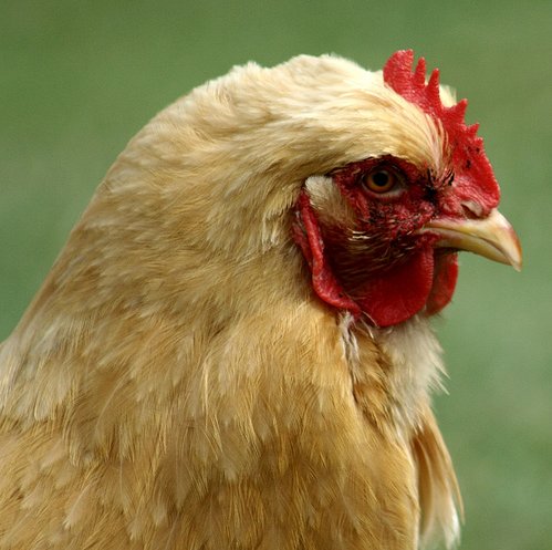 jayalabaster's tweet photo. My chicken photo https://t.co/QiHG8AubGc https://t.co/p9KHgXJfzu