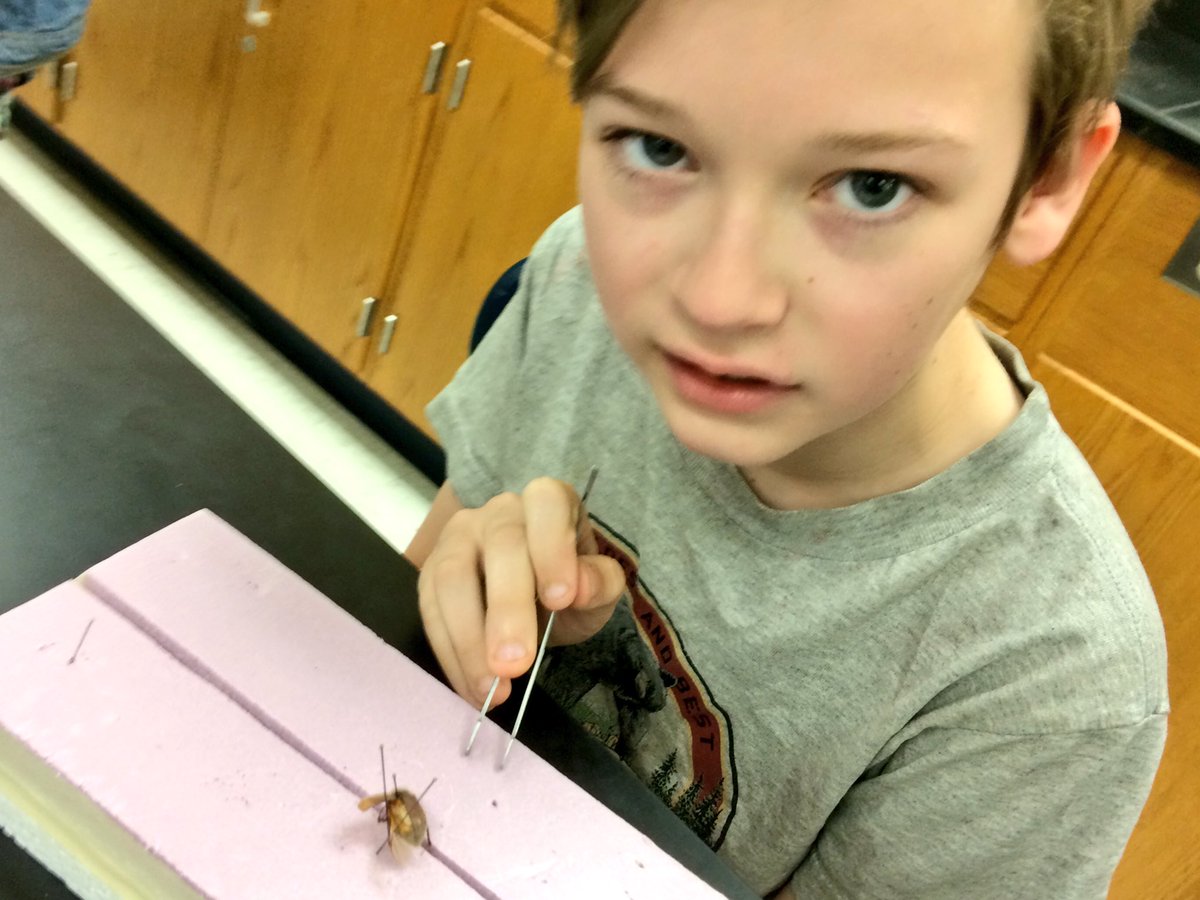 rsvoigt's tweet image. I pinned that one says @MMS_ELPS Greg as #mothproject Ss teach themselves ecology @MSUBugHouse @MSUCollegeofEd