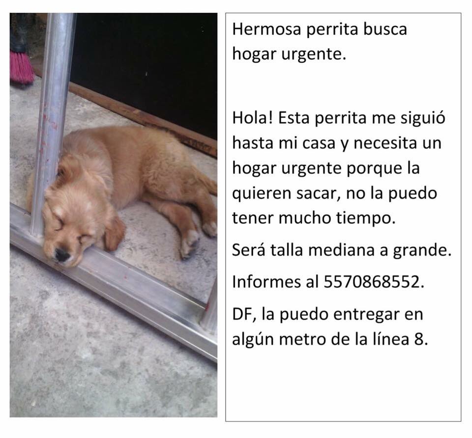 RescateAnimal's tweet photo. ¡Si pueden echarle una patita a este angelito, por favor comuníquense! ¡Gracias! https://t.co/gRrJ2InL0J