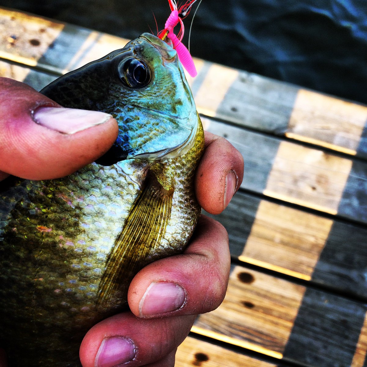 Good times catching these guys off the dock #Fishing #FishingOffTheDock