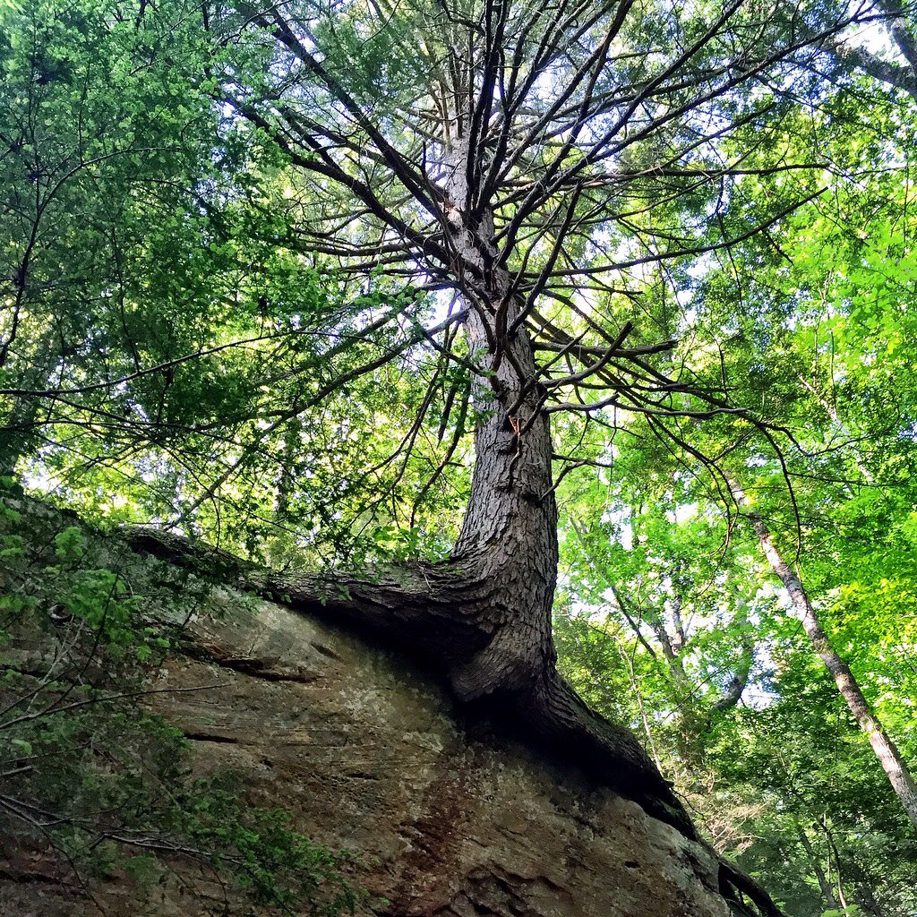 HomeplaceHigh's tweet photo. We should never undervalue or underestimate trees #NationalParks #exploreappalachia #wanderlust  #treechat https://t.co/7PwutIX6i4