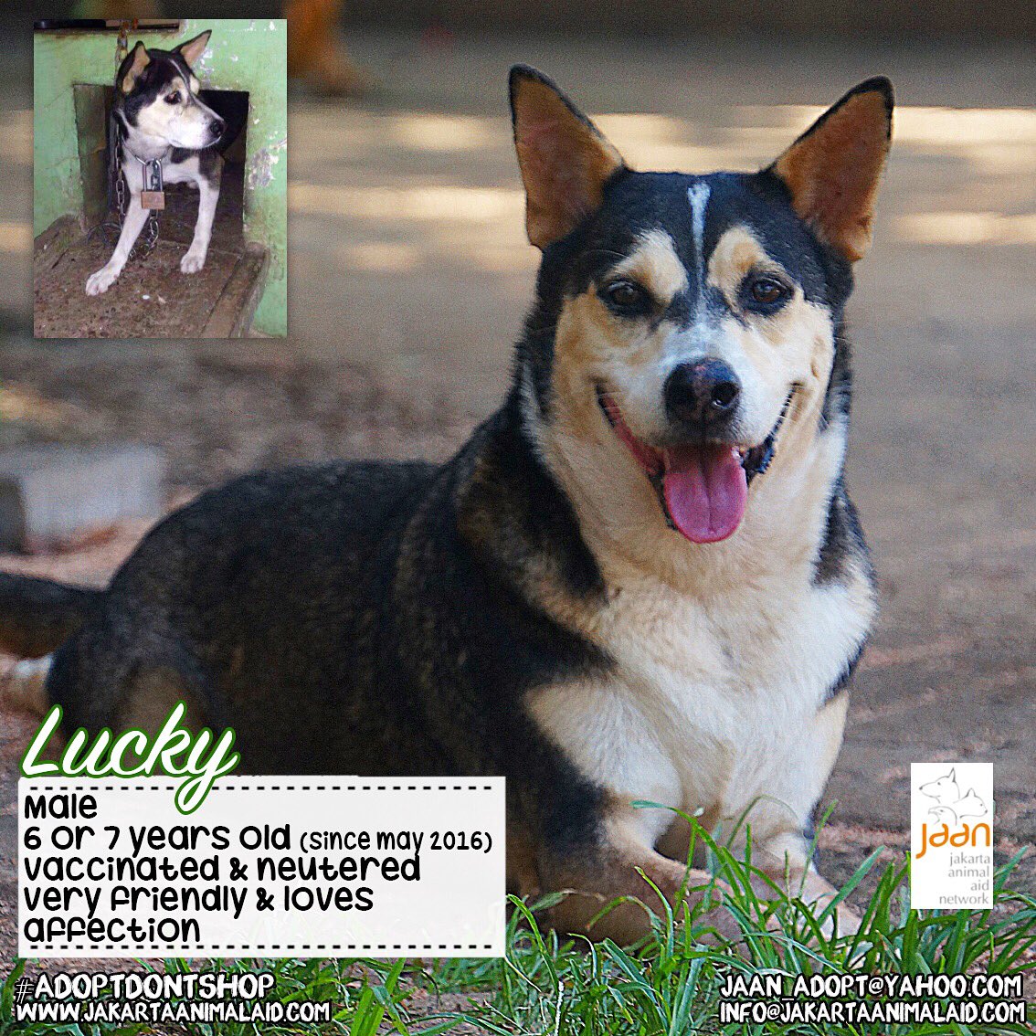 Lucky was rescued with a 7kgs lock around his neck! Now he is up for adoption! Interested? jaan_adopt@yahoo.com 🐶