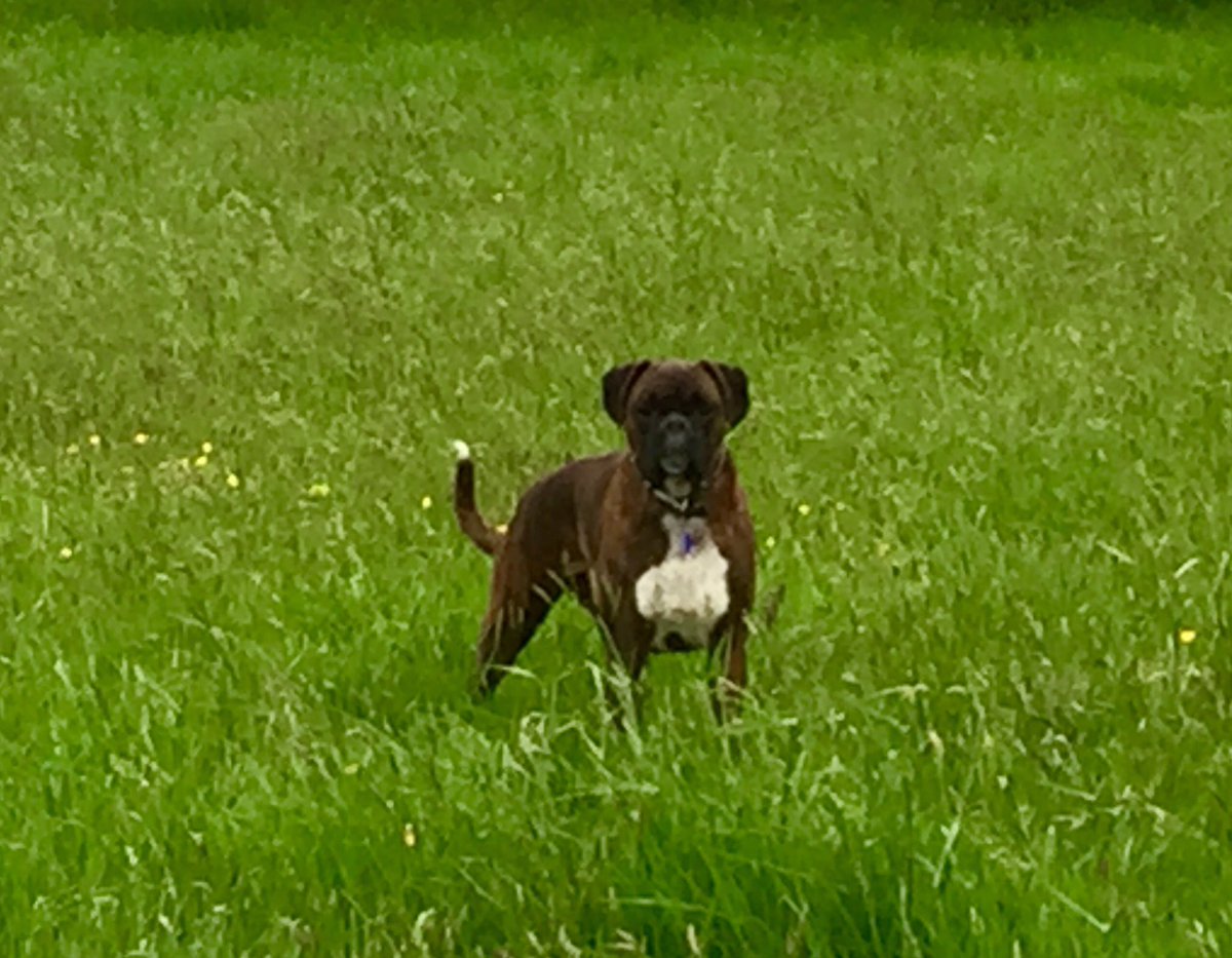 BoxerStanley's tweet image. Just rounded up an escaped Alpaca &amp;amp; got him back in his field! #Boxerskills