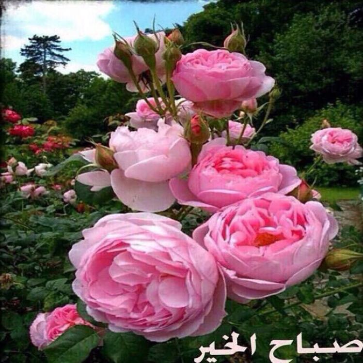 الله يبعد عني و عنكم موآجع الدنيآ 
 و يرزقنآ السعآدة من سآبع سمآء💞

🌸صباح الخير🌸