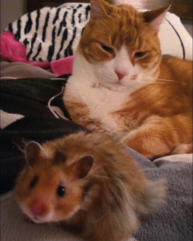 OliverTaco's tweet photo. I'm jealous of Pippin's booty. Baby got back. 😳🙌🏻🍑🐹😽😹 #ButtFluff #BabyGotBack #PippinTheHobbitHamster https://t.co/9B7VXVnHnE