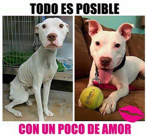Animalesmsjs's tweet photo. — Así es.   😍✋🐶 Amor
— #AdoptaNoCompres https://t.co/iOOWVB0KDS