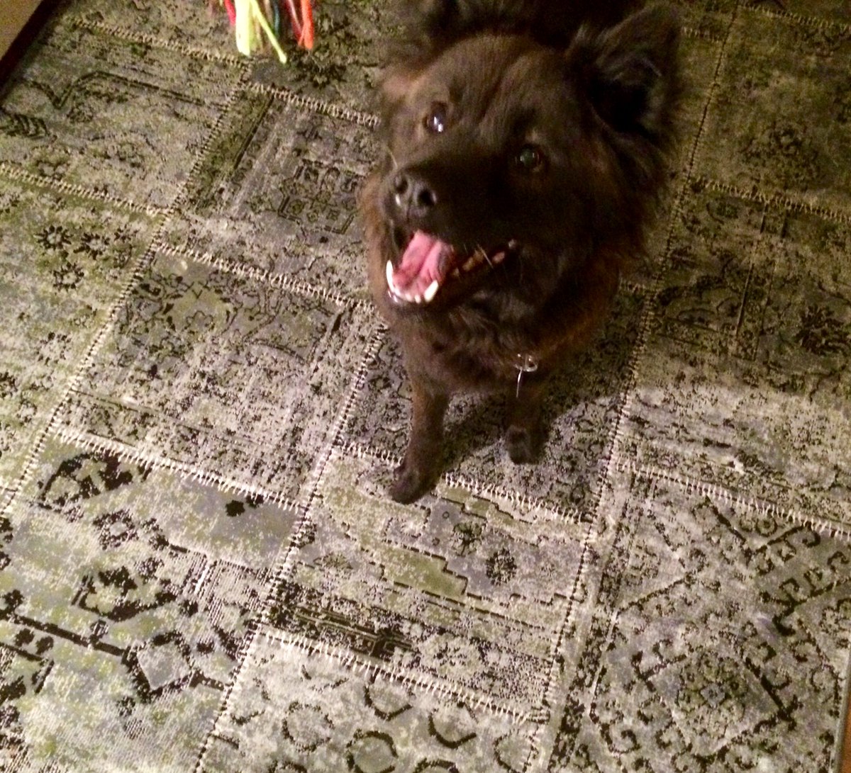 SonjaRodewald's tweet photo. Be kind to everyone. Spread happiness. #rescue #animals #equality #onerace https://t.co/MrzlWhZs5u