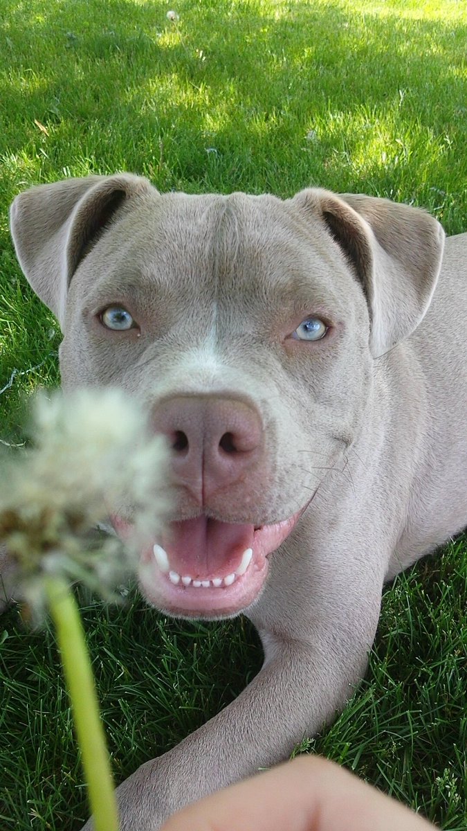 JFlary's tweet photo. i gave him a flower and then 10 seconds later he ate it while staring me down https://t.co/cfPxUox60l