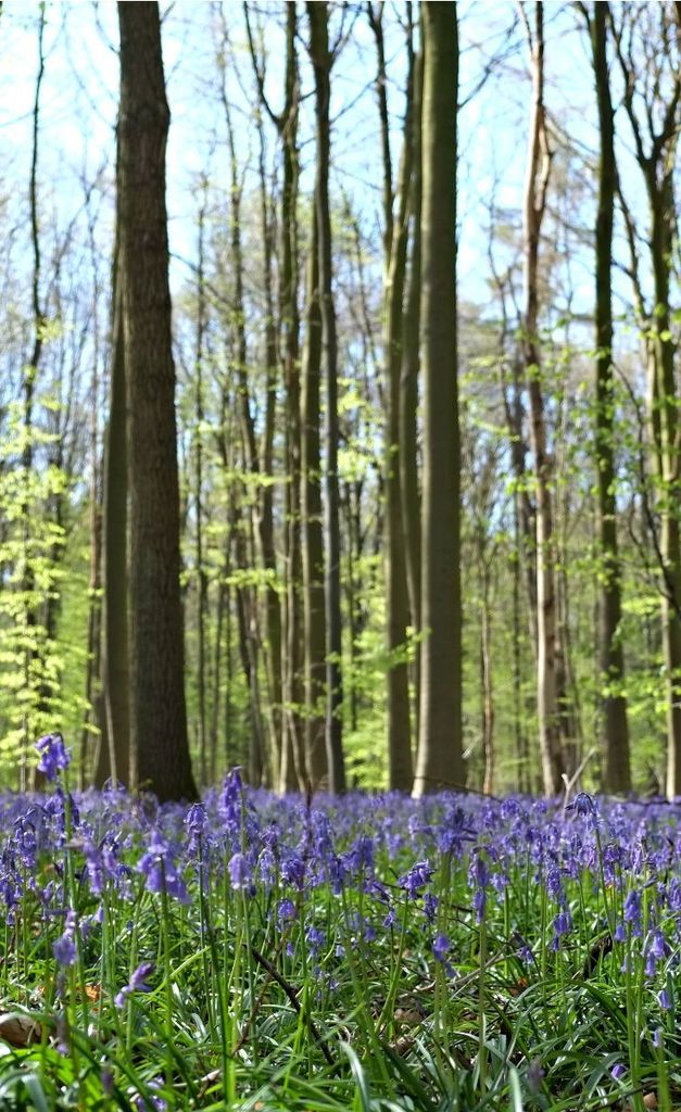 YishaiMullins's tweet photo. A visit to the Hallerbos forest in spring to see the lovely bluebells is a must when in Belgium! #ttot #travel https://t.co/wscASIqbDU