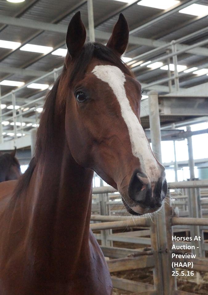 Echuca horse sales Thoroughbred Horse Racing and Breeding Forums Page 4
