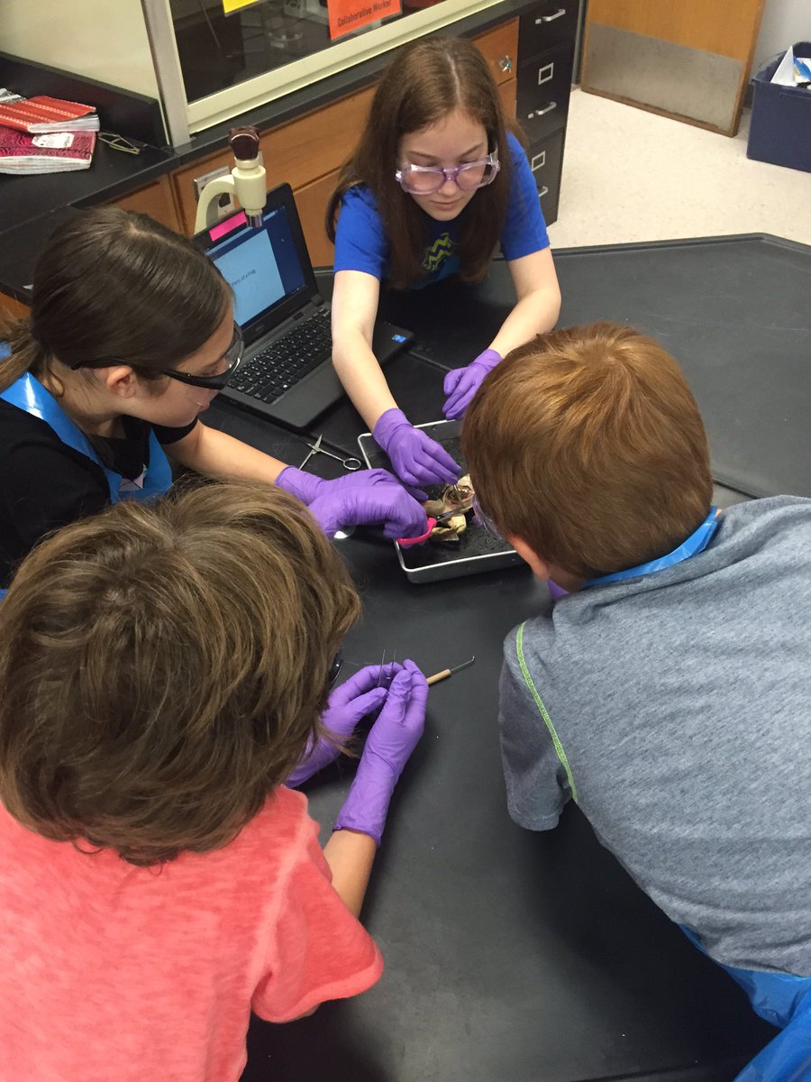 SCIENCEin406's tweet photo. Frog dissection was a success! https://t.co/Euhlhk6eSp