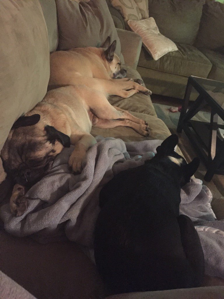 Doggerance's tweet photo. Ruff day!😝 #puglife #doggiebromance #WeekendatBerniesPug https://t.co/hlohzsU5ut