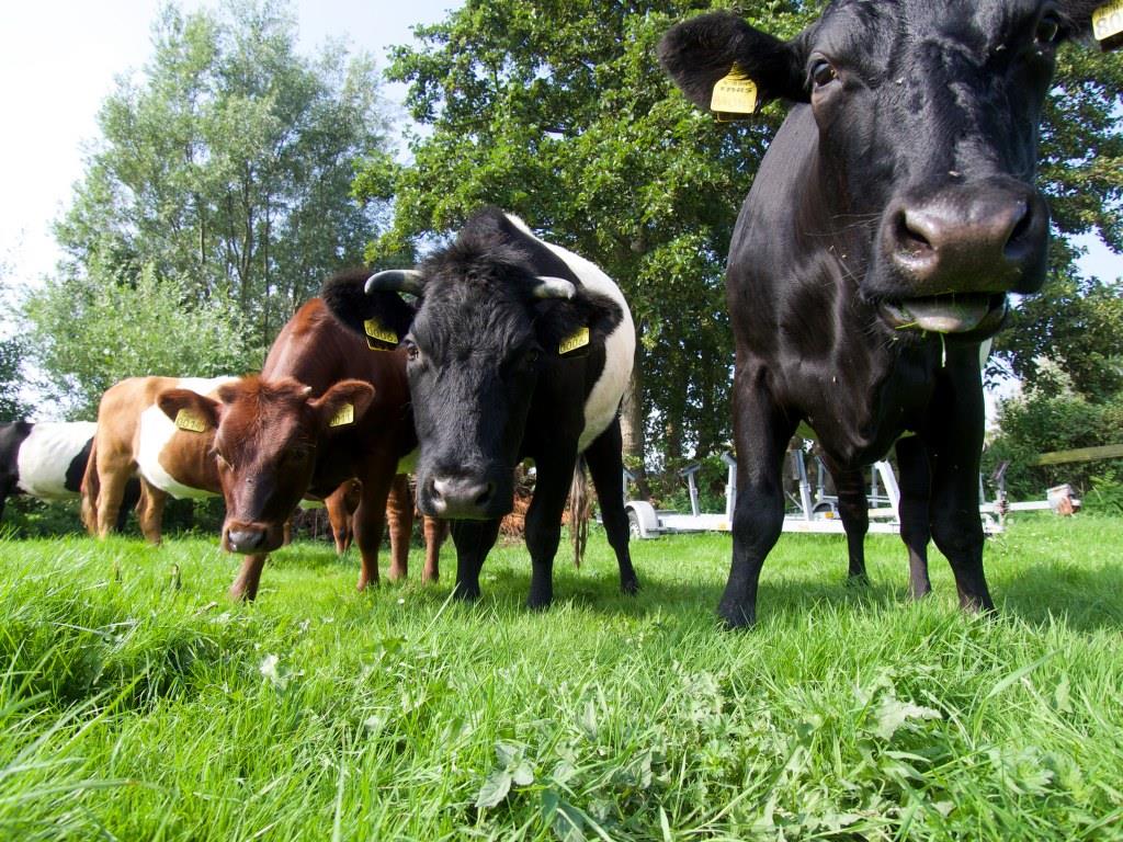 Nu ook op Meat Your Own: Lakenvelder rundvlees uit de polder! 

meatyourown.nl/provincies/zui…