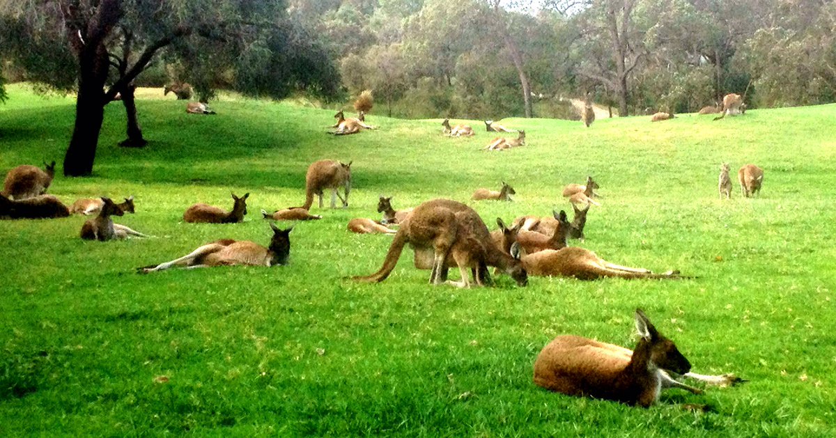 Phil Yankee Bravo (@pwlphil) on Twitter photo On my door step every day...
What a life at The Vines. #thevines #SwanValley #whatalife On my door step every day...
What a life at The Vines. #thevines #SwanValley #whatalife