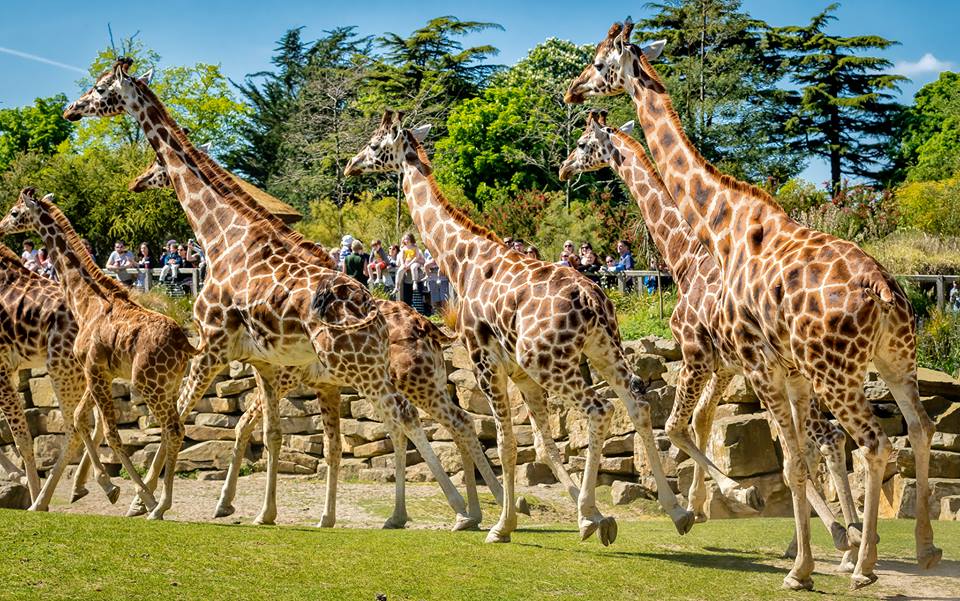 Dublin Zoo tweet media